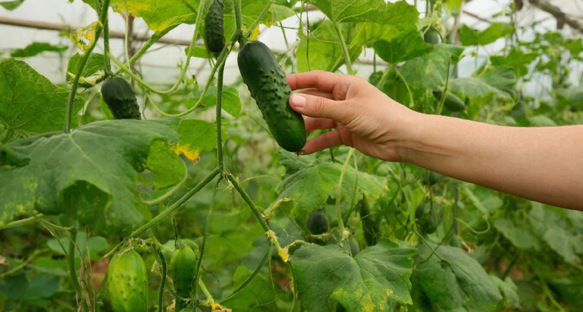 Этот сорт огурцов советую сажать в 2026 году всем знакомым: мой фаворит не первый сезон