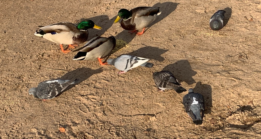 В Саранском Ботаническом саду начали подкармливать зимующих птиц