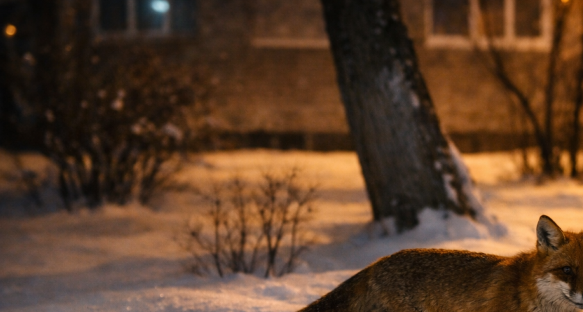 «Человека не боится и на вид не особо здоровая»: в Саранске заметили лису на трёх лапах