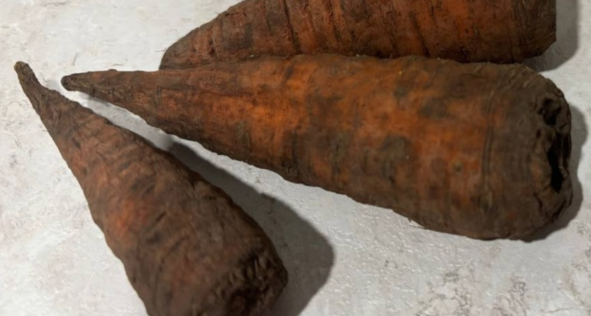 Обязательно посажу этот сорт моркови в 2026: корнеплоды идеальные и не трескаются - хранятся аж год