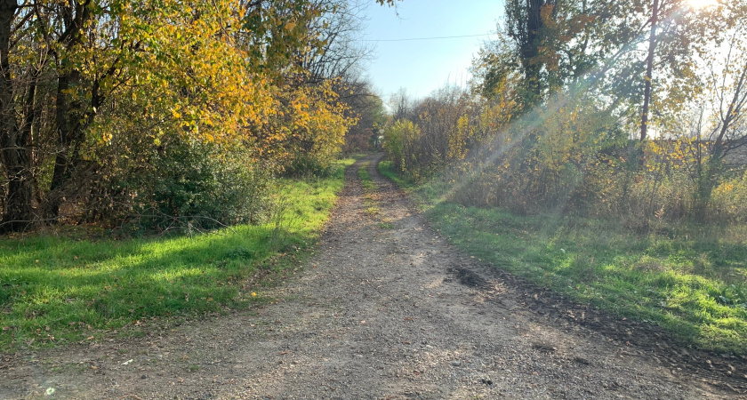 В Мордовии насчитали больше 5,5 миллионов будущих деревьев