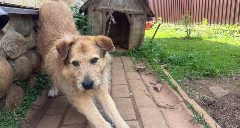 «Дай лапу, друг»: в Саранске пройдёт добрая акция в поддержку животных