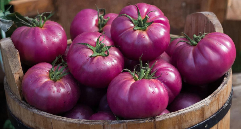 Вы просто обязаны посадить этот царский сорт томатов в 2026 году: урожай будете вывозить весь сезон