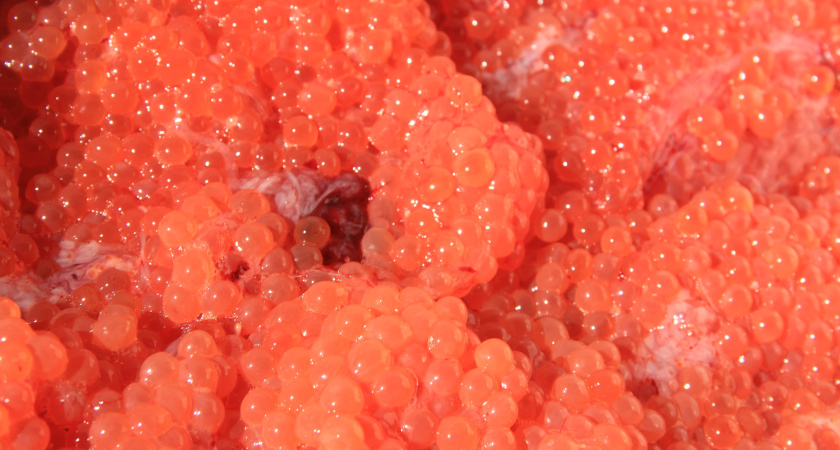 Без примесей и вредной химии: в Роскачестве назвали лучшие бренды красной икры