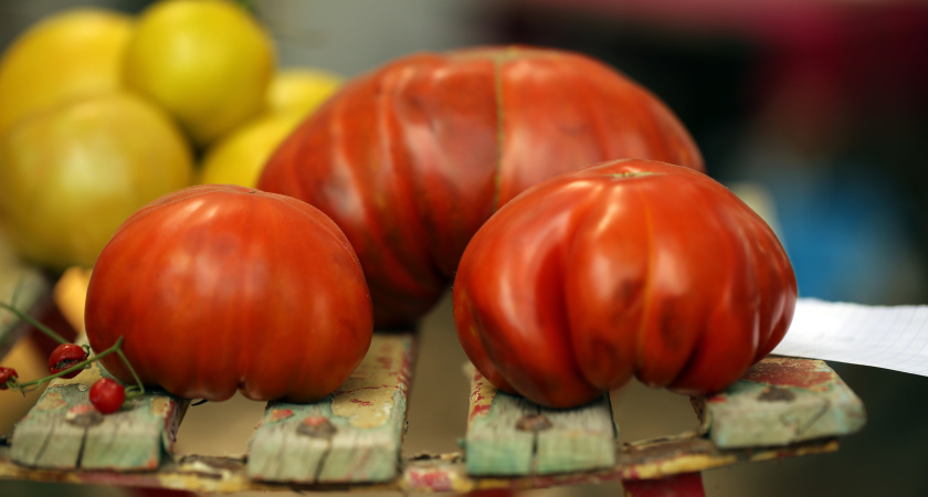 Белорусские крепыши: 10 сортов томатов, которые приживутся на вашем огороде и удивят рекордным урожаем