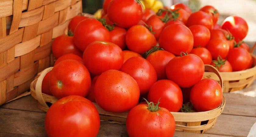 Золотая классика на вашем огороде: 3 сорта томатов, которые точно не подведут в 2026 году