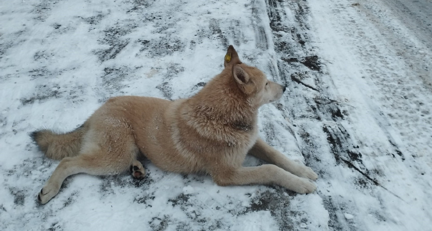 Жителям Мордовии рассказали о том, что делать при встрече с больными животными