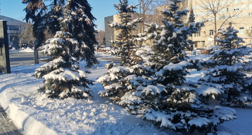 Трёх тигрят удалось спасти благодаря неравнодушным жителям Дальнего Востока 