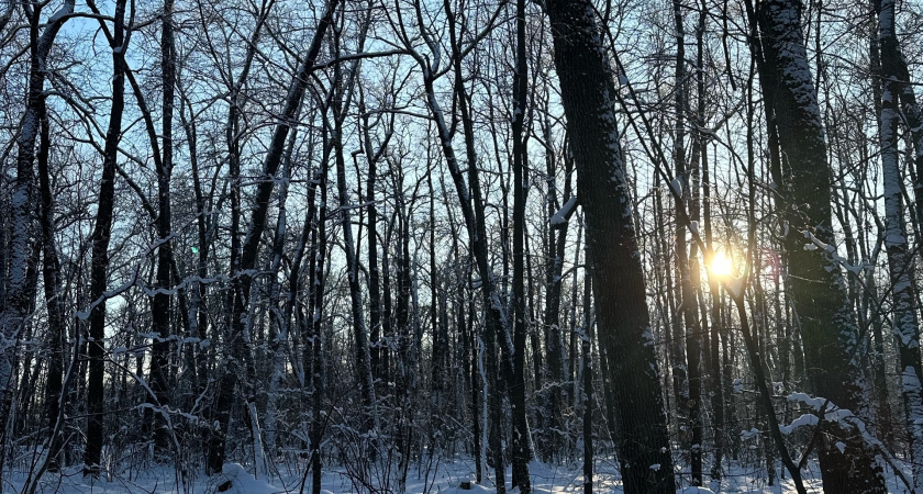 Житель Пензенской области оштрафован на 250 тысяч рублей за незаконную охоту на косулю