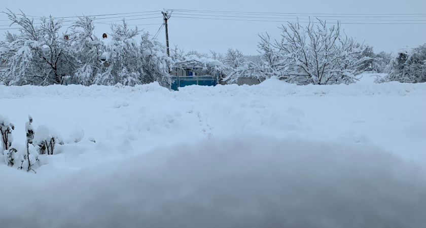 От смертельно опасной болезни в Мордовии защитили пушистых обитателей села