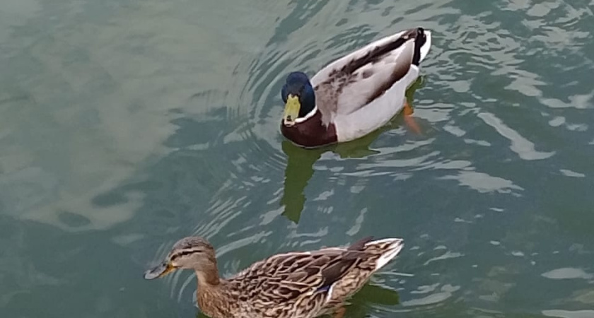 Более 200 уток и селезней остались зимовать в Саранске