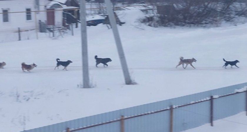 Жители Мордовии заявили, что в сёла специально завозят бродячих собак