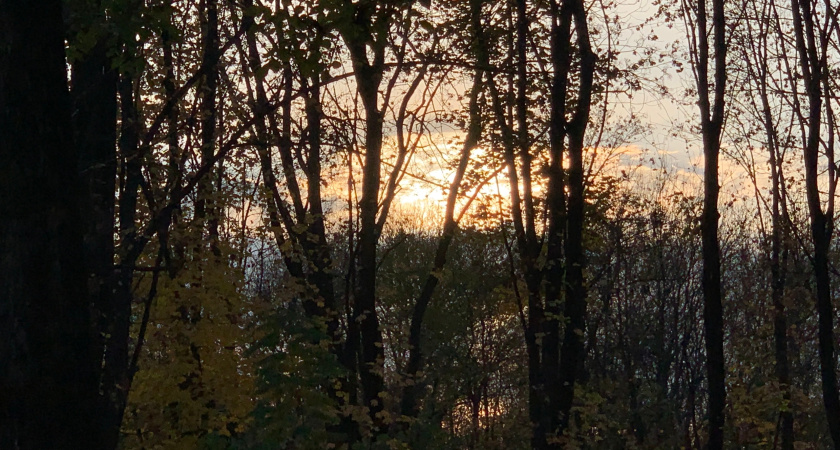 Минлесхоз Мордовии перевыполнил план по доходам за 2025 год