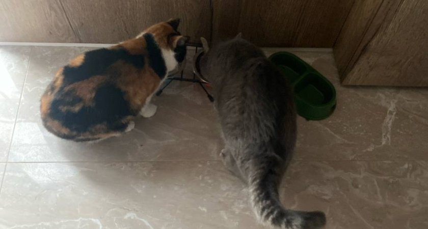 Мордовия планирует выпускать по 36 тысяч тонн влажных кормов для домашних питомцев