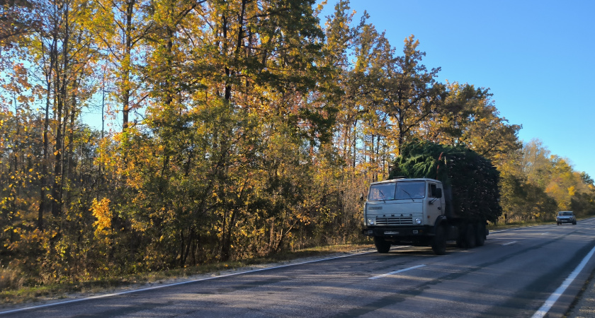 В Саранске собрали около 4 тонн новогодних ёлок для переработки