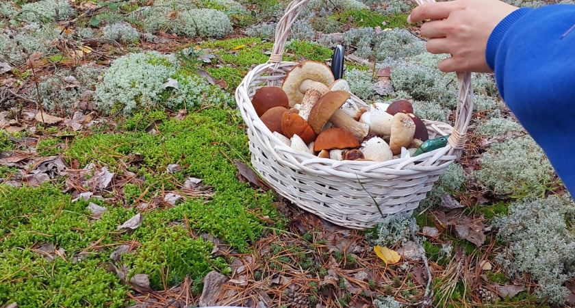 Список исчезающих видов растений и грибов обновили в Мордовии