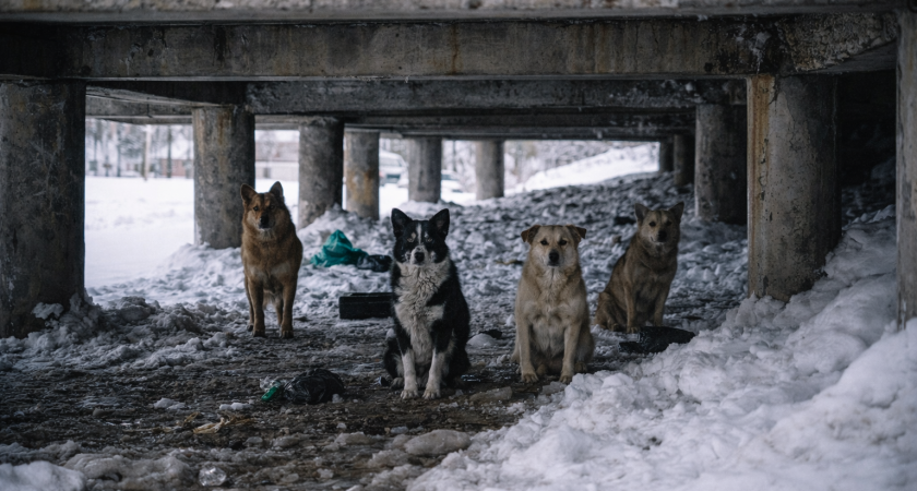 В Саранске участились случаи нападений бродячих собак