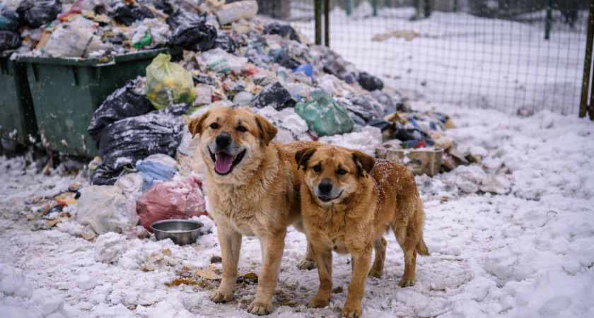 В Саранске жалуются на перебои с вывозом мусора из муниципального приюта для животных