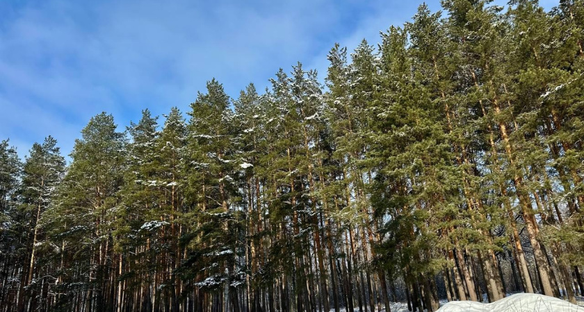 В Мордовии подсчитали редких сурков-байбаков