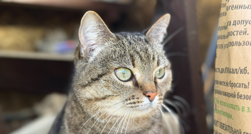 Чудесное спасение в Мордовии: котенок неделю выживал на дереве, прежде чем его сняли