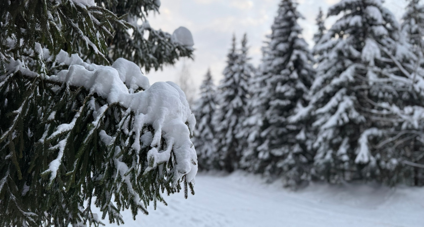 Численность воробьев в Мордовии превысила 6,5 тысяч особей