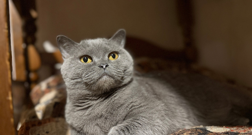 Хозяина выставки кошек в Мордовии оштрафовали за незаконное использование животных