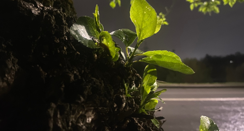 Стало известно, когда в Мордовию придёт весна