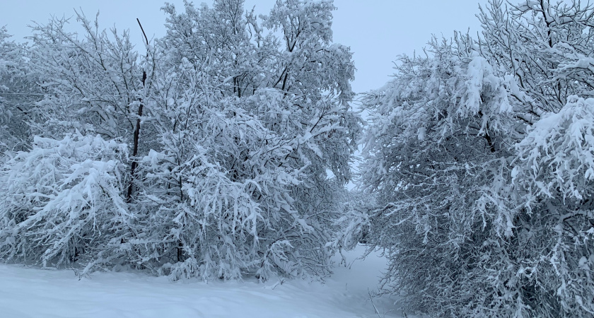 В Мордовию доставят новый парк лесозаготовительной техники