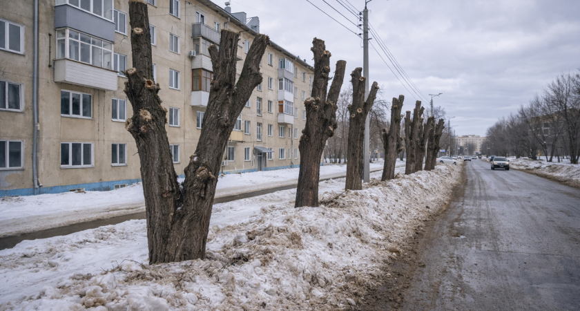 Жители Саранска попросили обрезать опасные деревья на улице Семашко