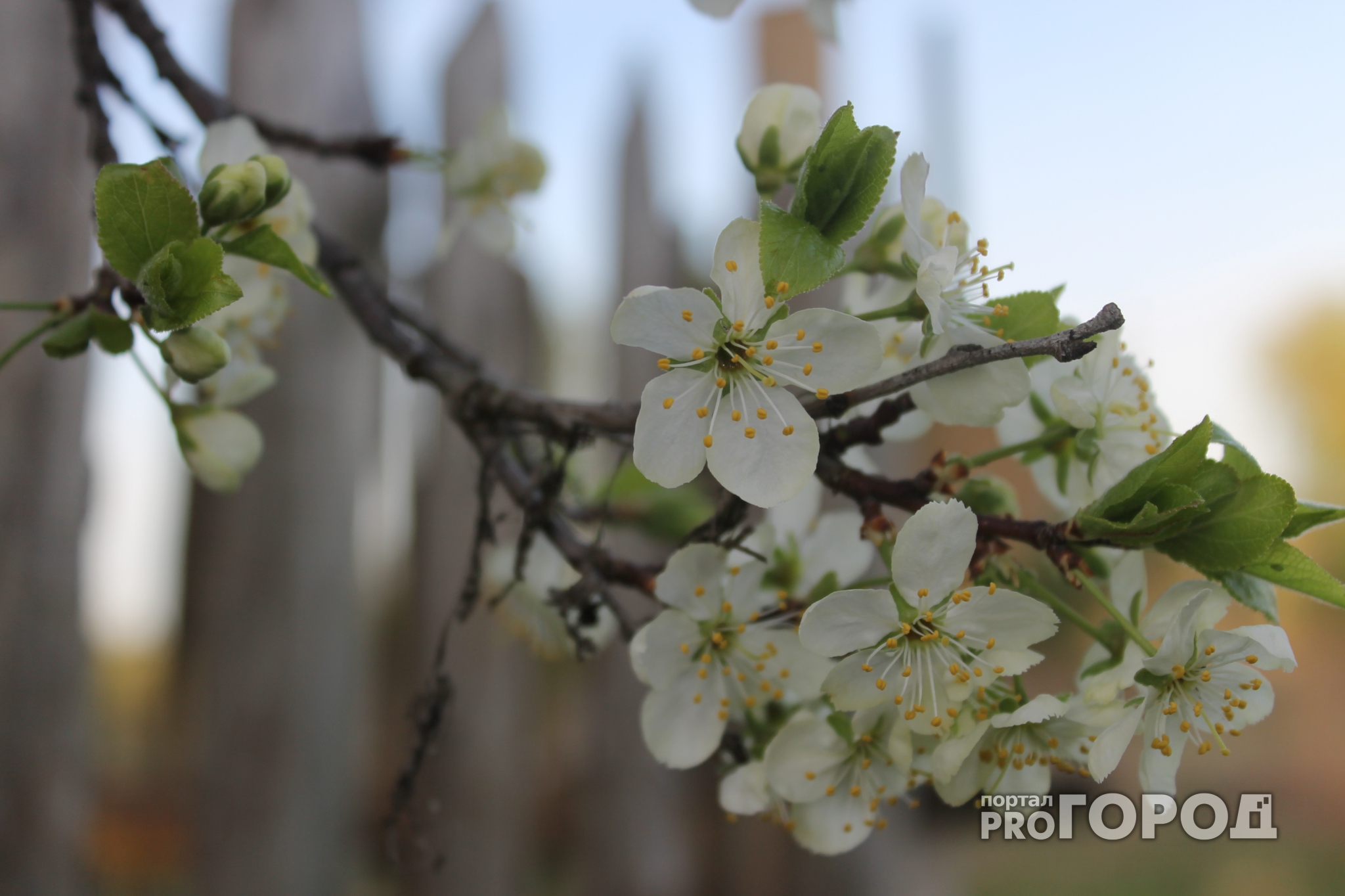 Погода в Саранске 22 марта: температура будет комфортной