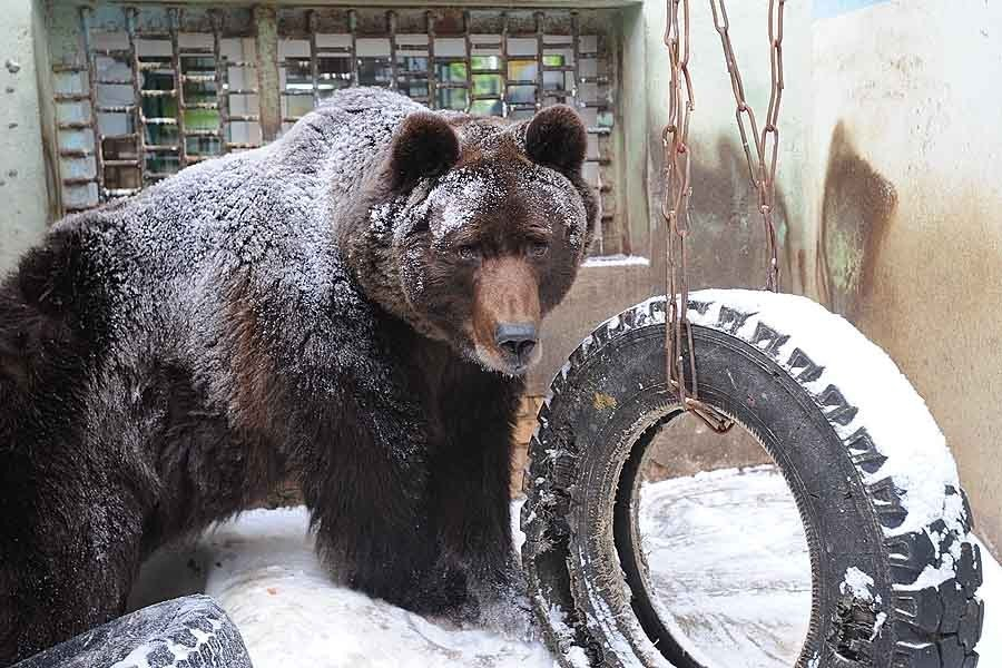 В Медногорске медведь гонялся за собаками, а напугал прохожих