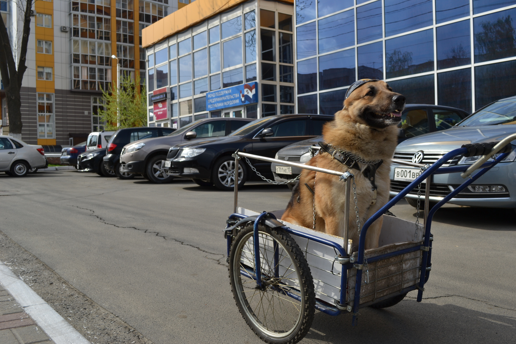 Житель Саранска катается по городским дорогам вместе с псом-байкером