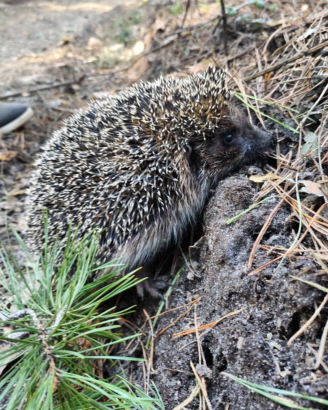 Школьник из Челябинска избил одноклассника ежом