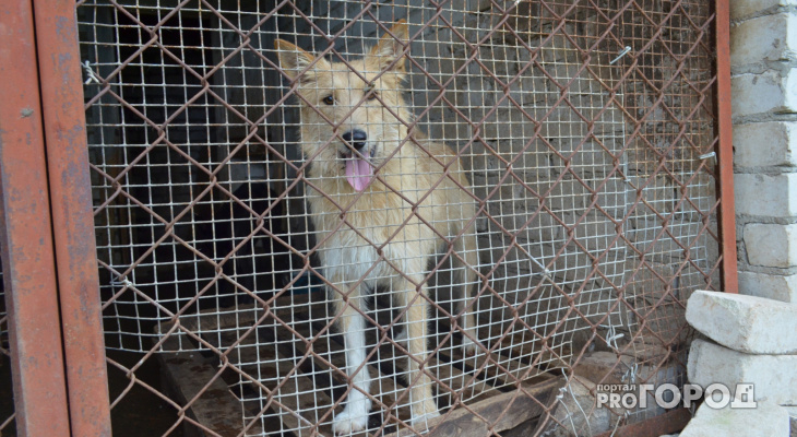 В Кузнецке собака изуродовала лицо четырехлетнему ребенку