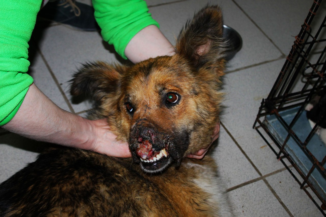 В Саранске собака без носа нуждается в операции и ищет любящих хозяев