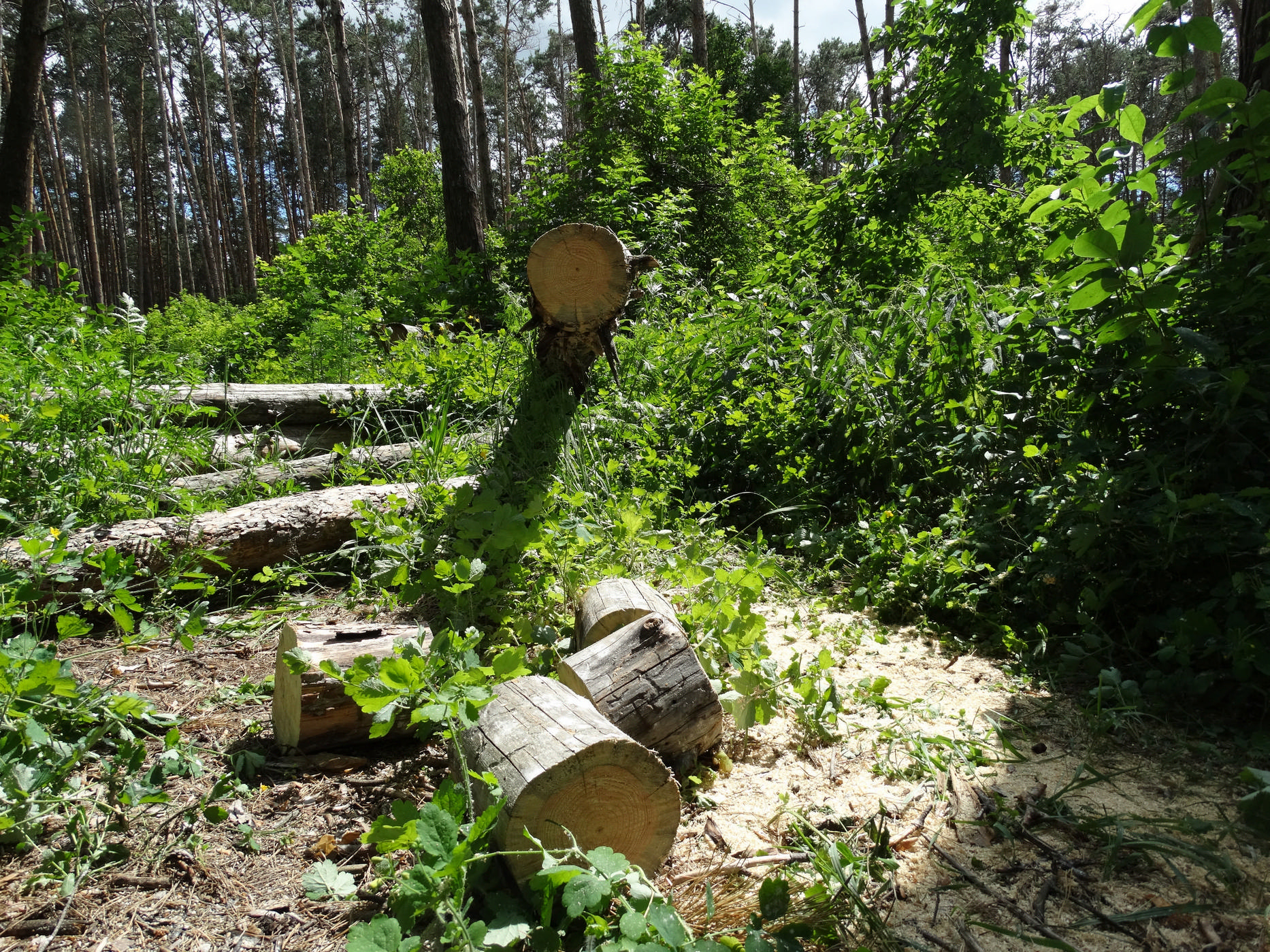 Житель Мордовии наживался за счет незаконной рубки леса