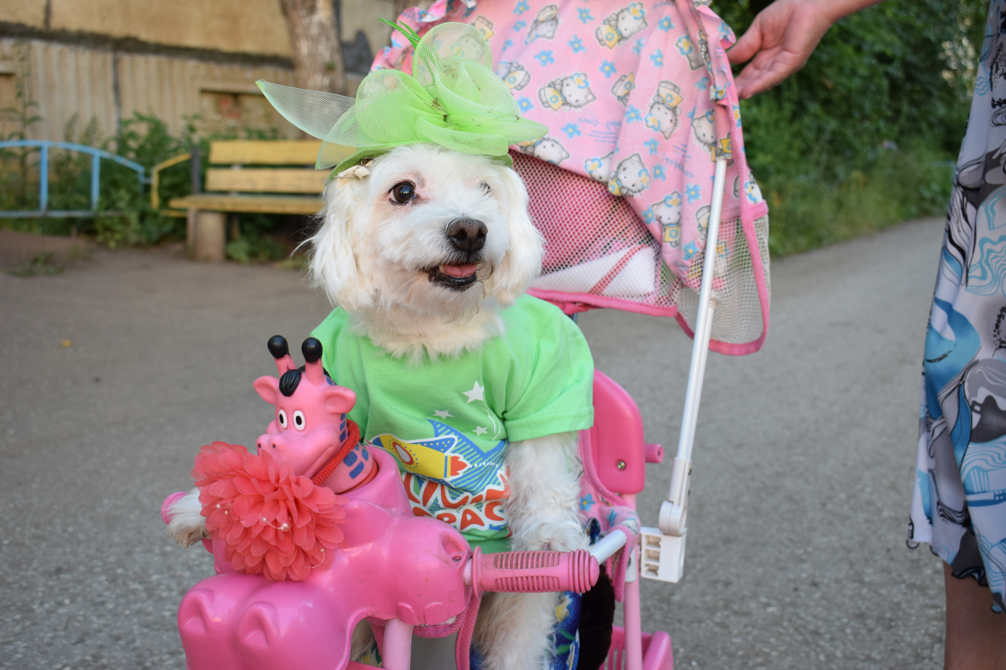 Собака-велосипедистка колесит по улицам Рузаевки