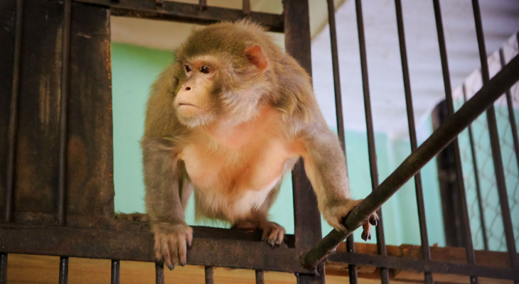 Под Рязанью более 70 человек пытаются найти обезьяну, укусившую женщину