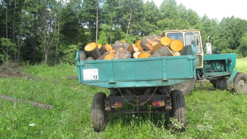 Житель Мордовии незаконно вырубил пять деревьев