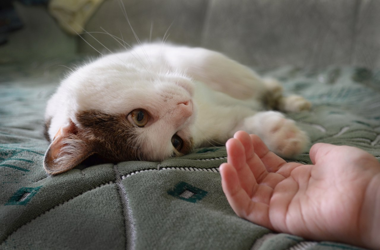 Эффект «Pro Город»: Особенный кот Миша из Саранска нашел себе дом