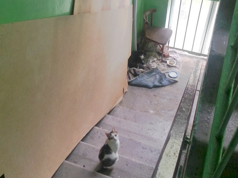 В преддверии всемирного Дня кошек в Саранске жестоко расправились с тремя котятами