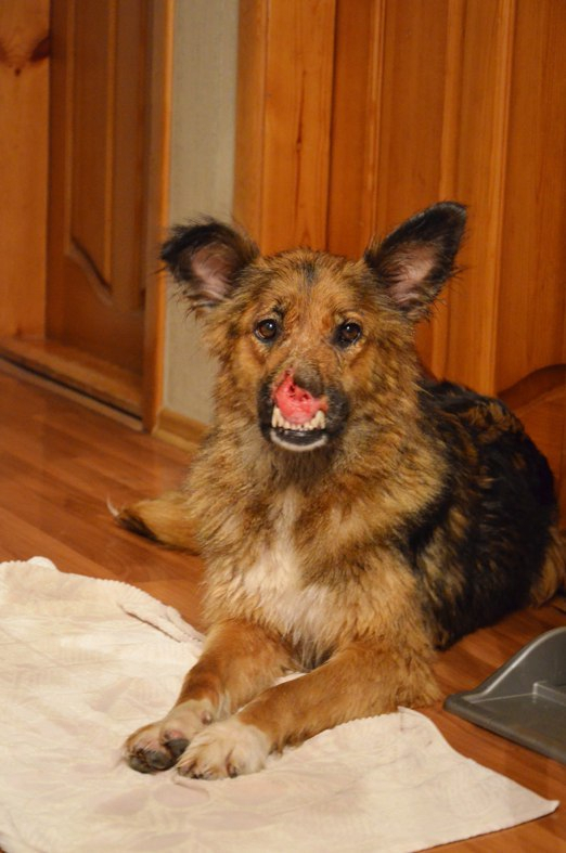 В Мордовии собака без носа нуждается в помощи и ищет дом