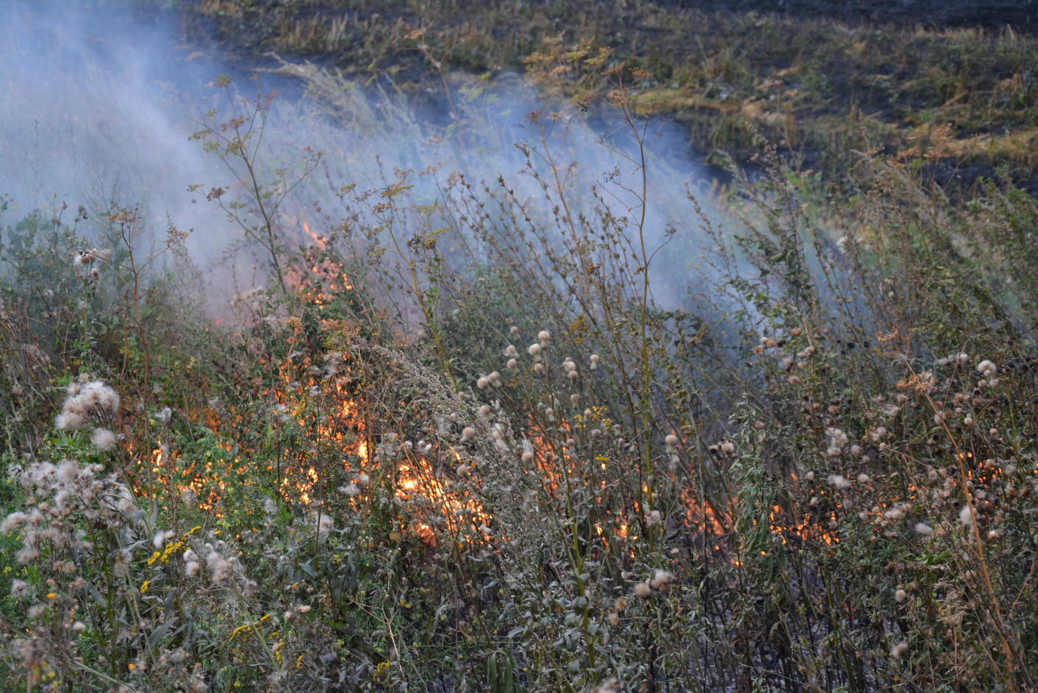 В шести районах Мордовии прогнозируется высокий класс пожароопасности