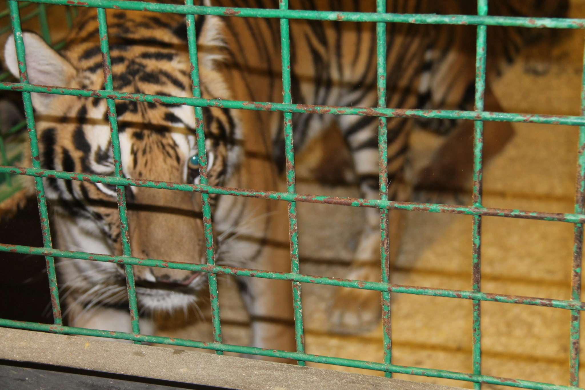 В Нижегородском зоопарке тигров кормили живыми кроликами на глазах у детей
