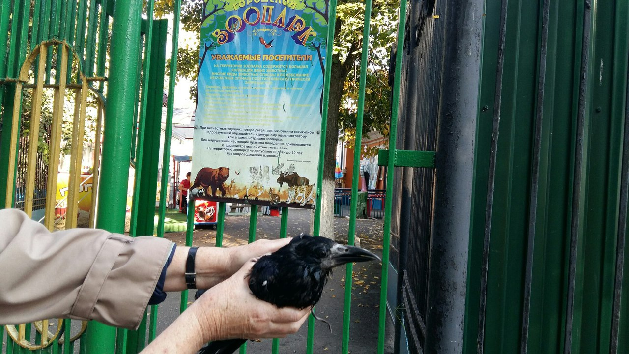 Саранский зоопарк принял ручного грача, который жил в квартире пенсионерки два года