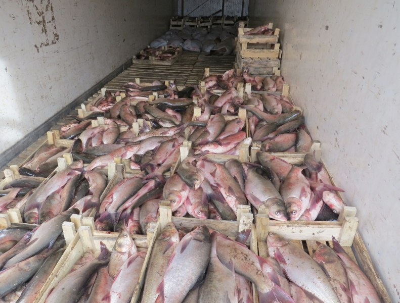 Опасная рыба из Казахстана не попадет на прилавки Саранска