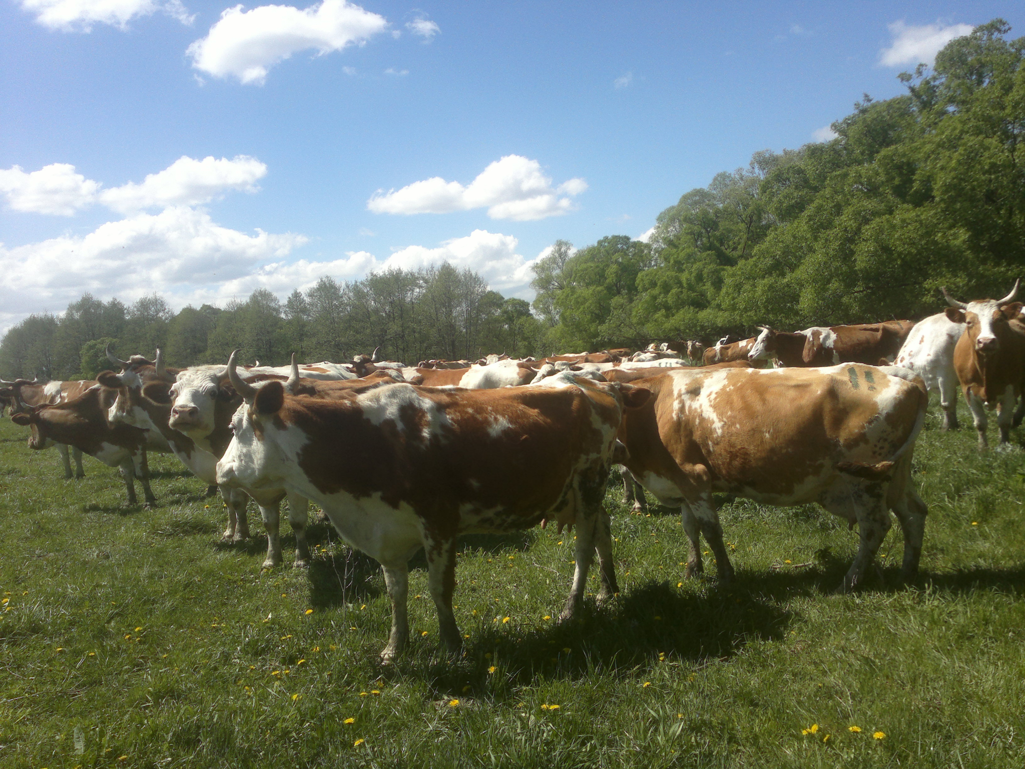 В Мордовии у должников арестовали землю и 122 коровы