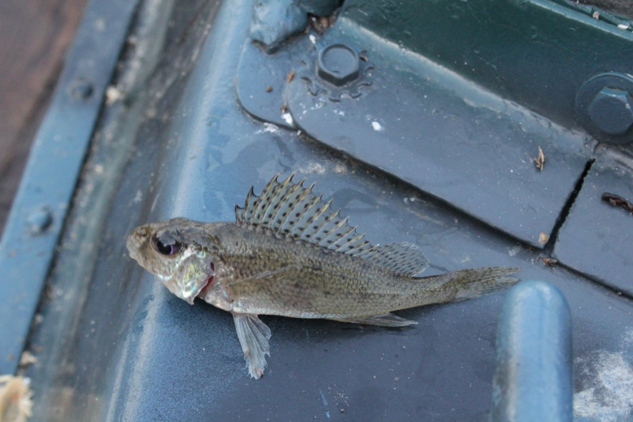 Житель Мордовии незаконно ловил рыбу с помощью сетей