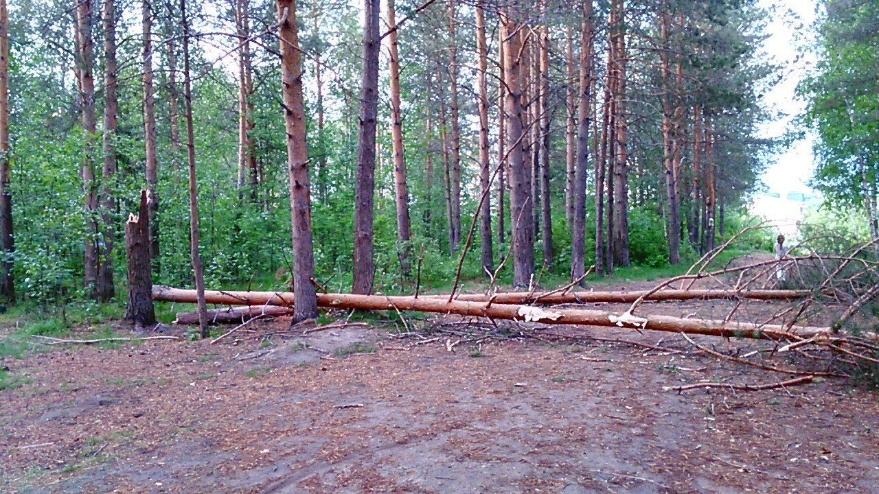 В Мордовии дерево упало на мужчину: он скончался на месте