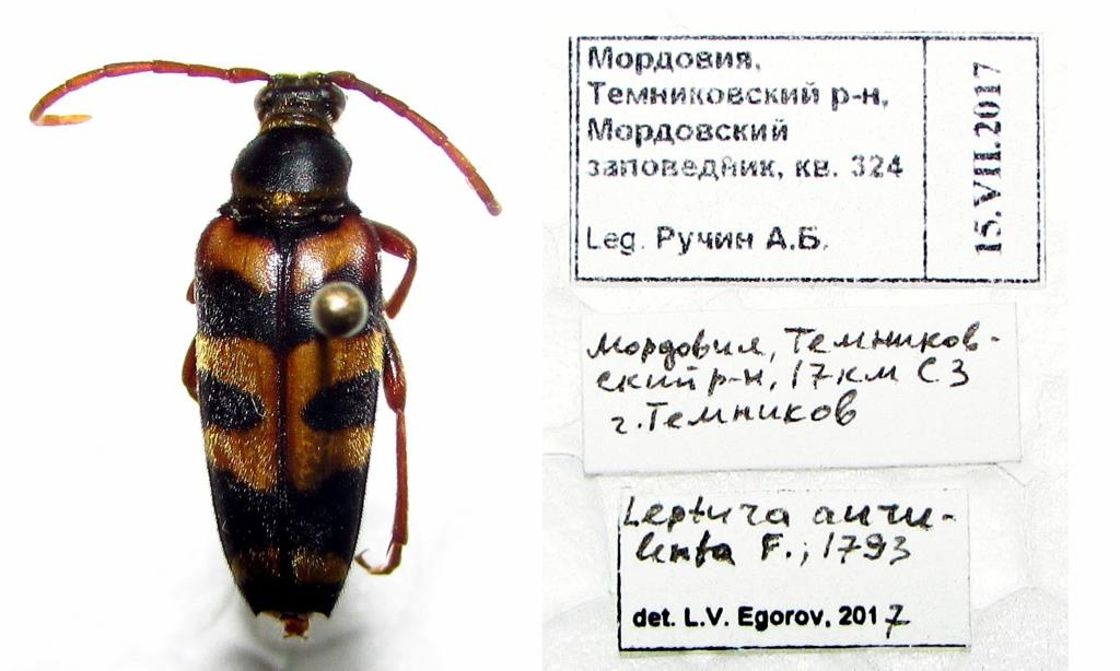 В Мордовии обнаружили редчайшее насекомое